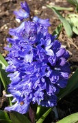 25th Mar 2022 - Hyacinth