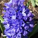 Hyacinth by fishers
