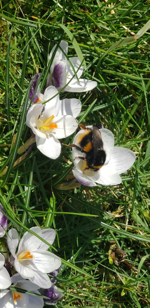 First bumble bee of the year by shine365