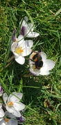 18th Mar 2022 - First bumble bee of the year