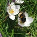 First bumble bee of the year by shine365