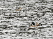 25th Mar 2022 - Northen shovelers