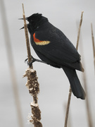 25th Mar 2022 - red-winged blackbird sings