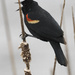 red-winged blackbird sings by rminer
