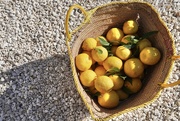 25th Mar 2022 - Sooooo many lemons 