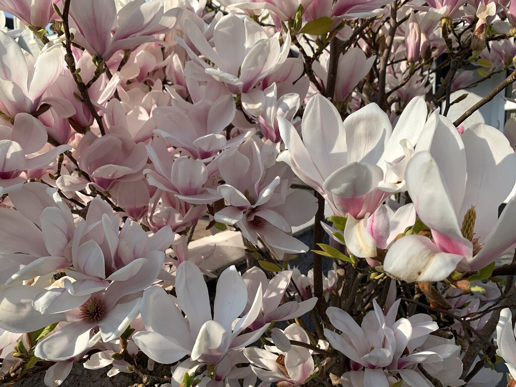 Magnificent Magnolia by happypat