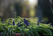 24th Mar 2022 - young muscari