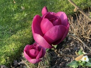 23rd Mar 2022 - Black Tulip