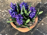 25th Mar 2022 - Hyacinths 
