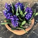 Hyacinths  by susiemc