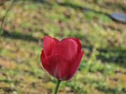 25th Mar 2022 - Spring Tulip