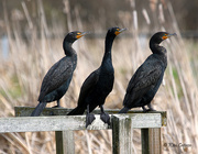 25th Mar 2022 - Double-crested Cormorant Family