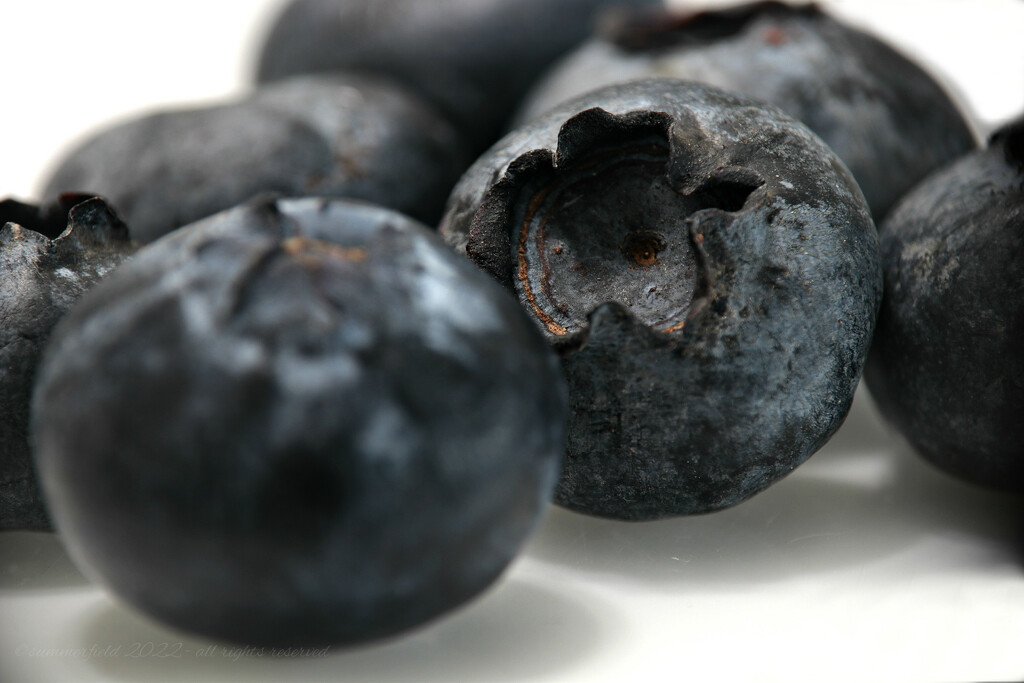 tiny organic blueberries by summerfield