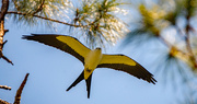 25th Mar 2022 - Swallowtail Kite Amongst the Trees!