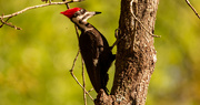 25th Mar 2022 - Pileated Woodpecker Going At It!