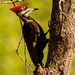 Pileated Woodpecker Going At It! by rickster549