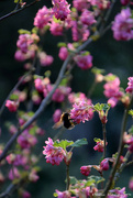 24th Mar 2022 - bumblebee