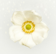 25th Mar 2022 - White flower