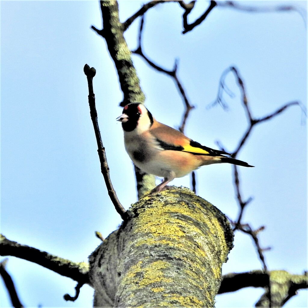  Goldfinch  by oldjosh