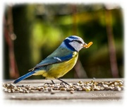 26th Mar 2022 - Bluetit With Mealworm