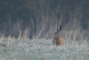 26th Mar 2022 - Hare in the mist