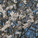March 26 Flowering trees in front of townhome IMG_5886 by georgegailmcdowellcom
