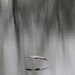 March 24 Blue Heron soaring below deck IMG_5884 by georgegailmcdowellcom