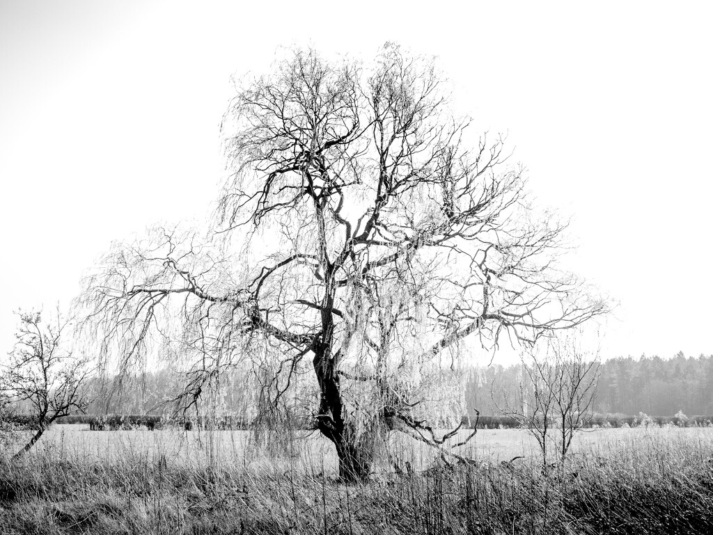 26th March  - Tree by newbank