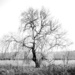 26th March  - Tree by newbank
