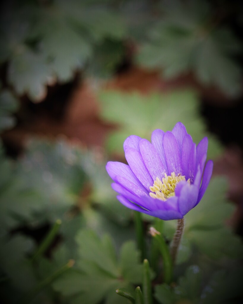 March 26: Anemone by daisymiller