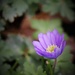 March 26: Anemone by daisymiller