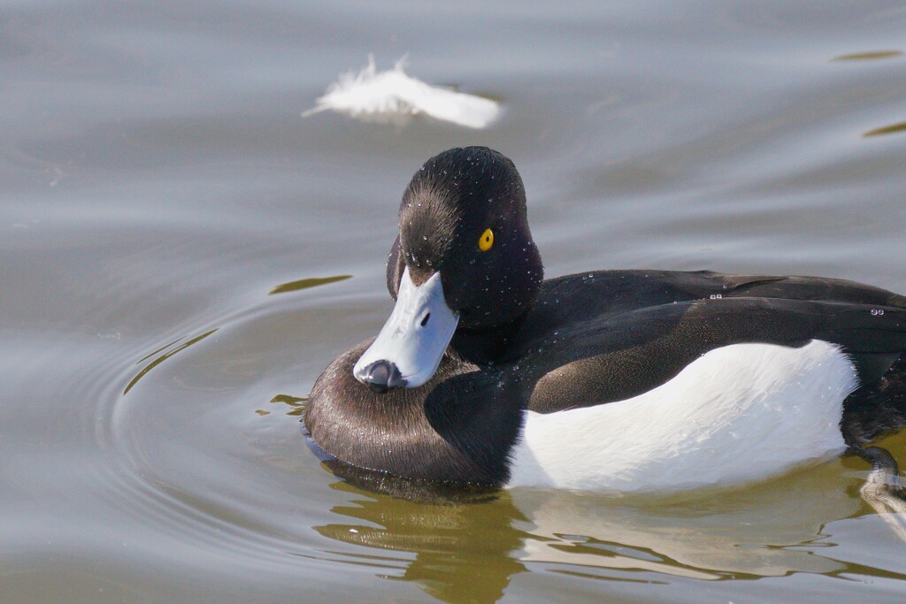 TUFTED DUCK - UP CLOSE by markp