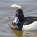 TUFTED DUCK - UP CLOSE by markp