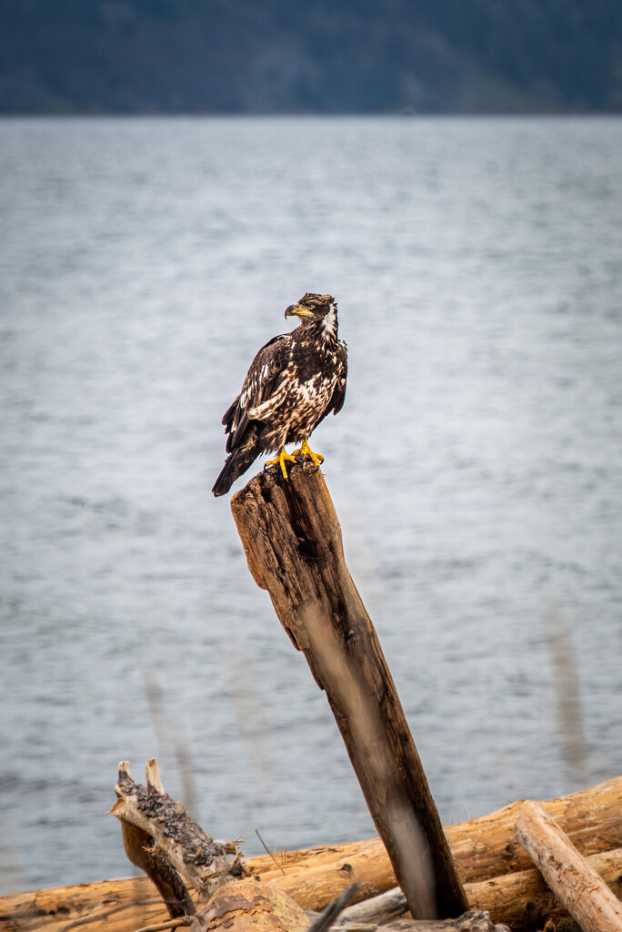 Resting Eagle  by kwind