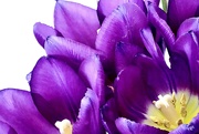 26th Mar 2022 - Purple Tulips up Close