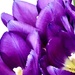 Purple Tulips up Close by carole_sandford