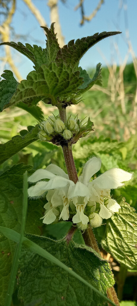 Spring.. White nettle by 365projectorgjoworboys