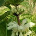 Spring.. White nettle by 365projectorgjoworboys