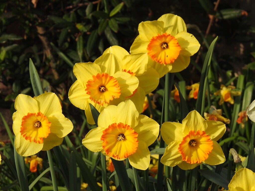 New Daffodils  by susiemc