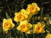 24th Mar 2022 - New Daffodils 