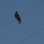 26th Mar 2022 - "Like a bird on the wire"