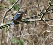 26th Mar 2022 - Kingfisher with fish