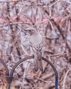 23rd Mar 2022 - townsend's solitaire