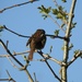 Sparrow - camera shy by oldjosh