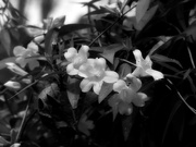 27th Mar 2022 - More wild Carolina jasmine blooms...