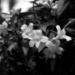 More wild Carolina jasmine blooms... by marlboromaam