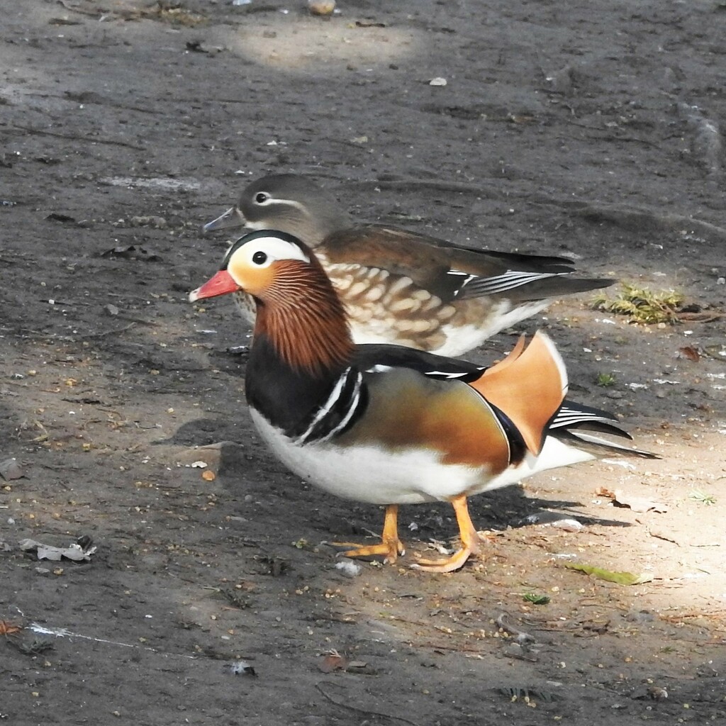 Mandarin ducks   by oldjosh