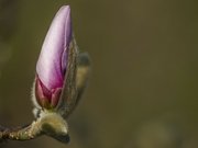 26th Mar 2022 - magnolia bud