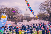 26th Mar 2022 - Happy National Cherry Blossom Kite Fest Day 