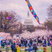 Happy National Cherry Blossom Kite Fest Day  by lesip